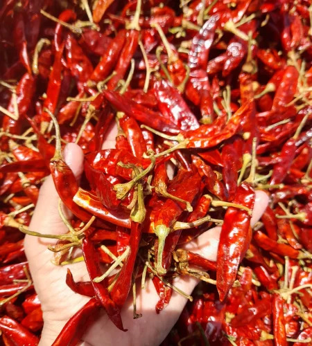 Mahathala Chillies